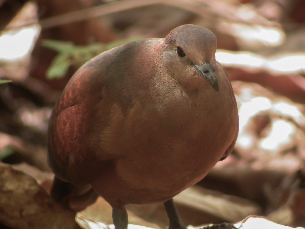 Polynesian Ground Dove - ML637513806