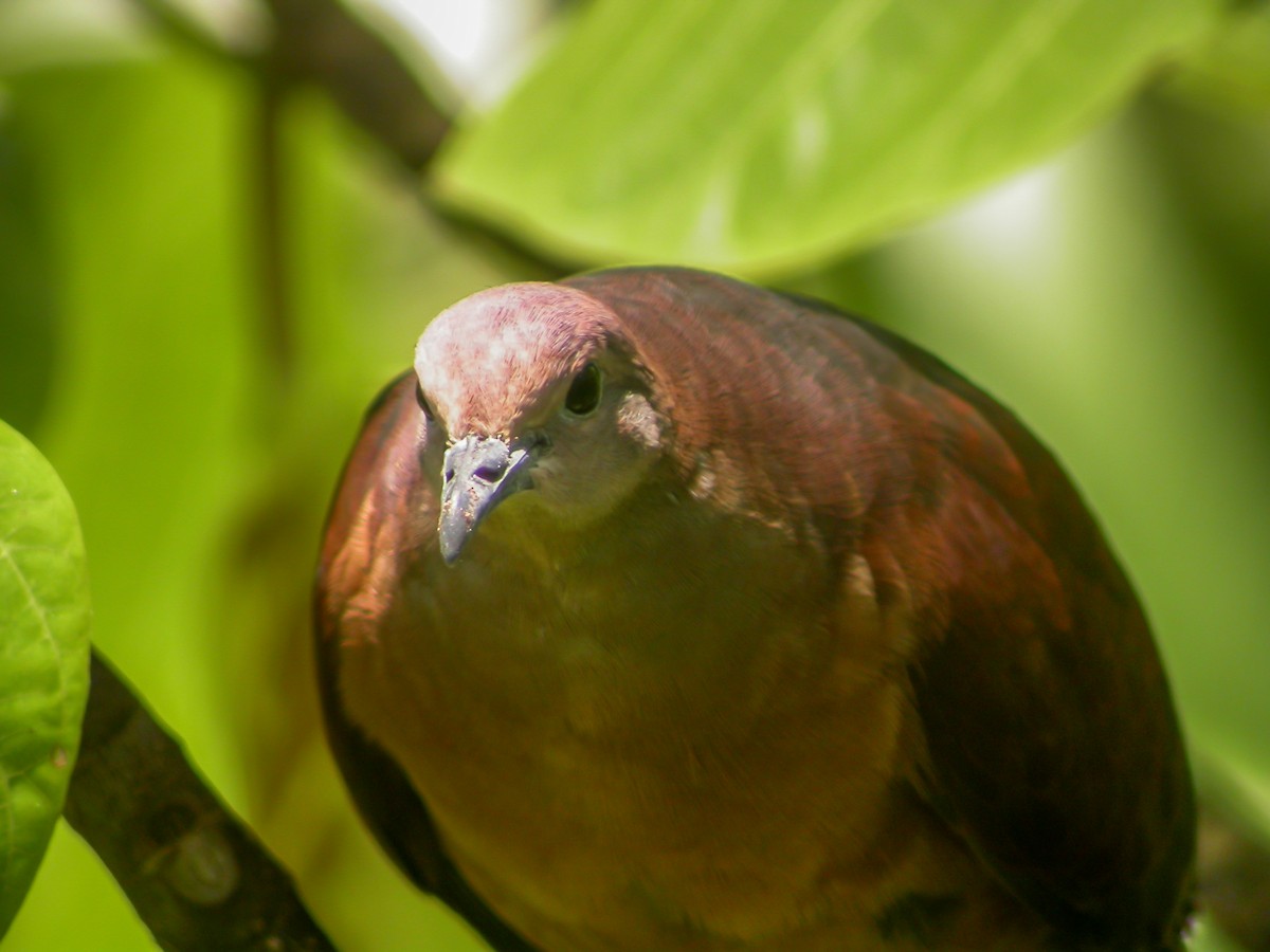 Polynesian Ground Dove - ML637513815