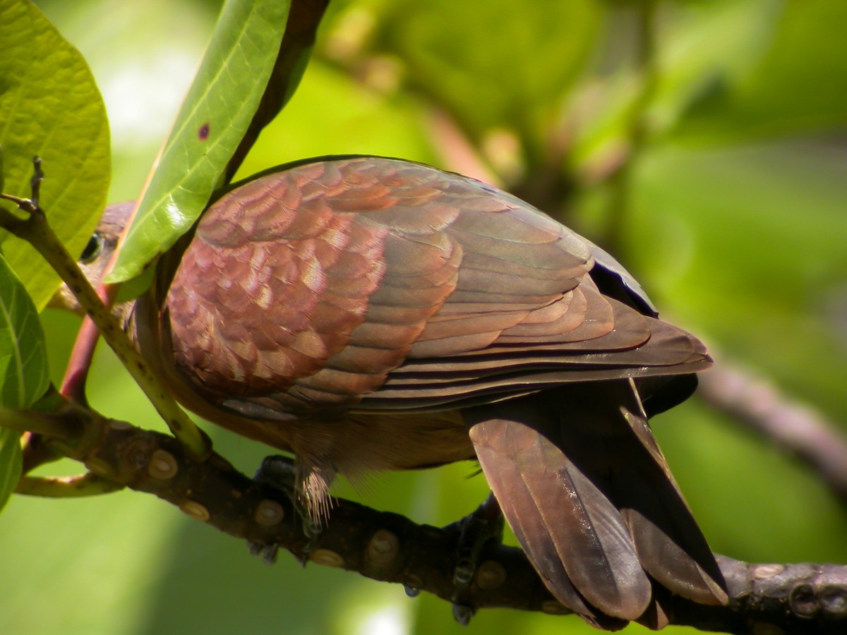 Polynesian Ground Dove - ML637513817