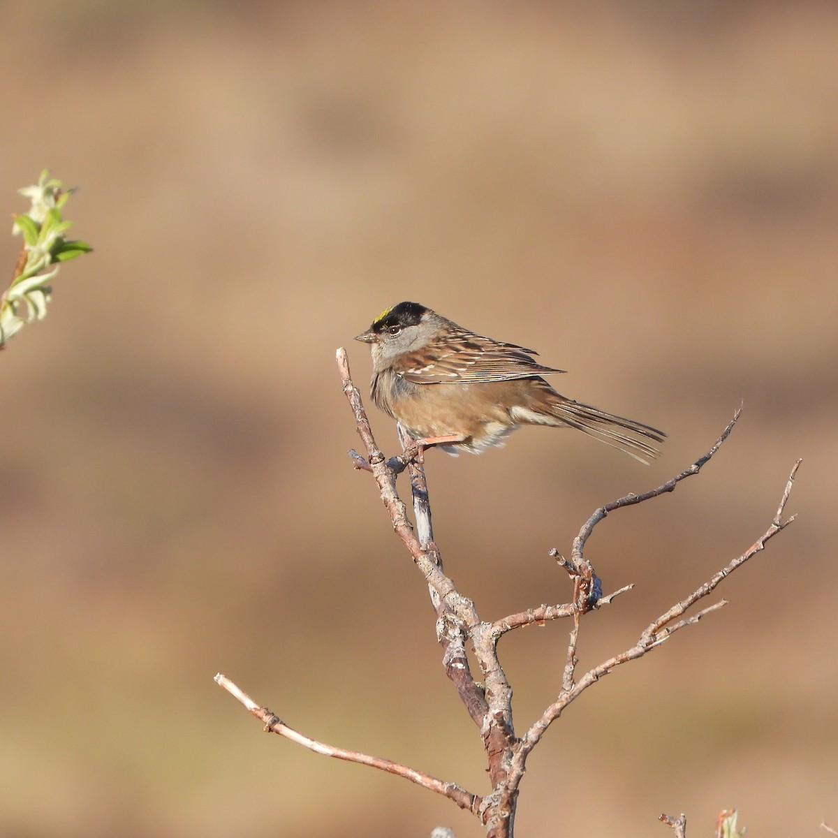 Golden-crowned Sparrow - ML637513818
