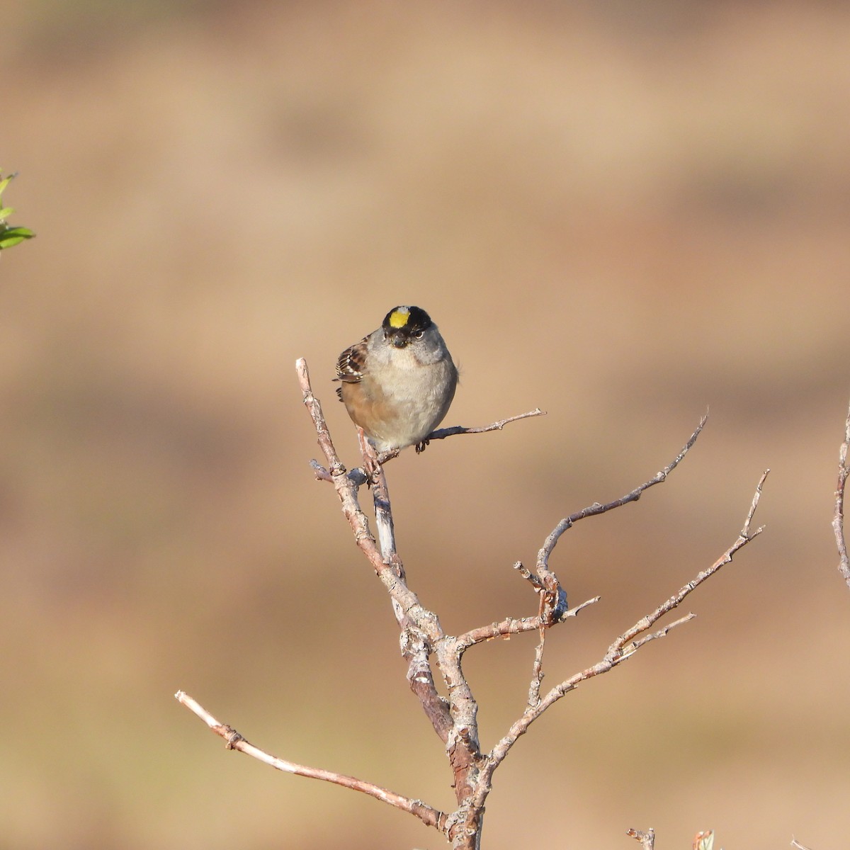 Golden-crowned Sparrow - ML637513893