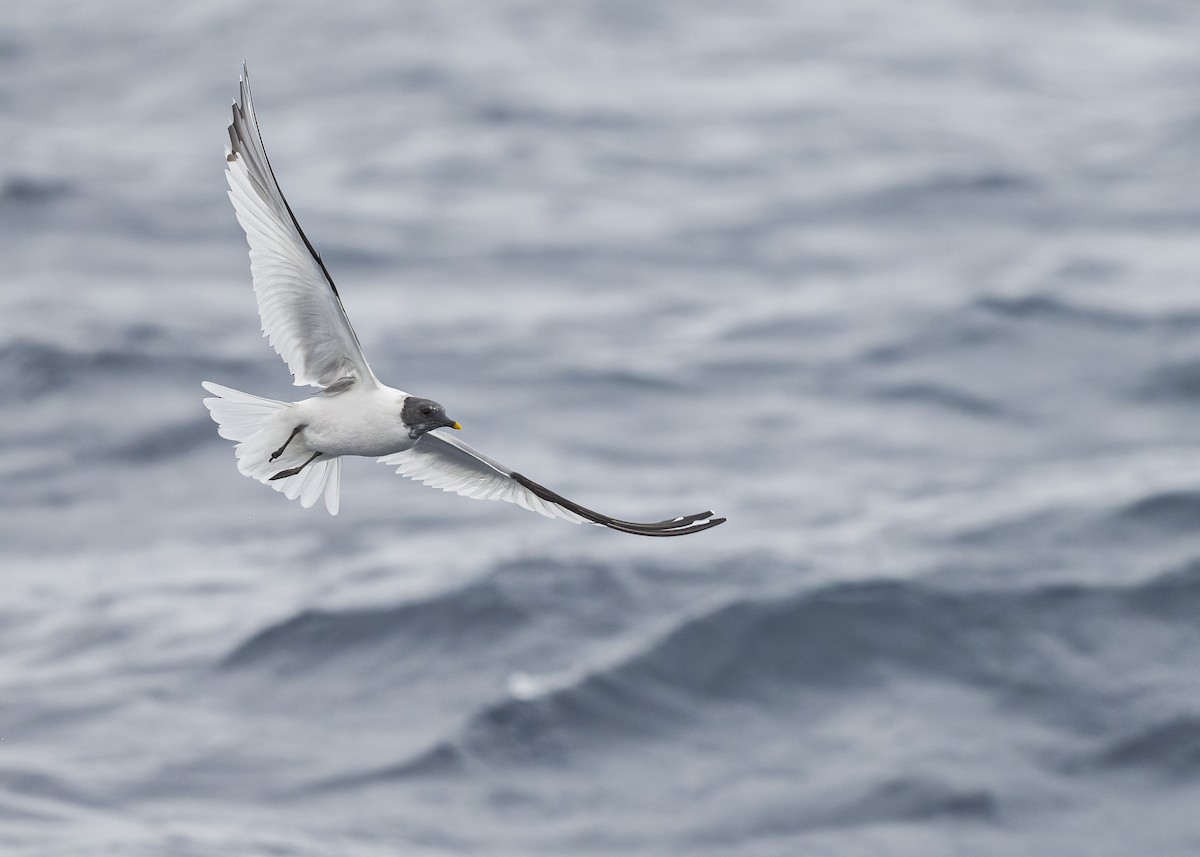 Sabine's Gull - ML637513921