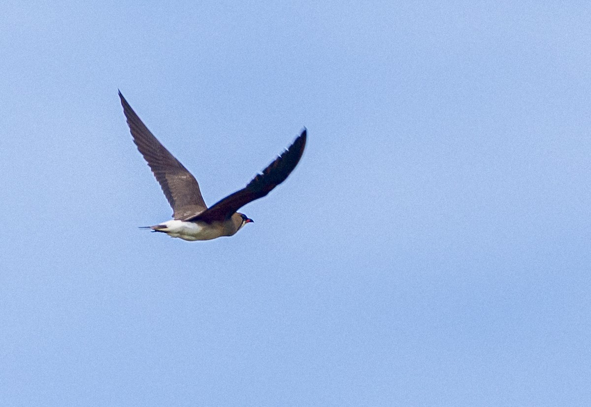 Oriental Pratincole - ML637513945