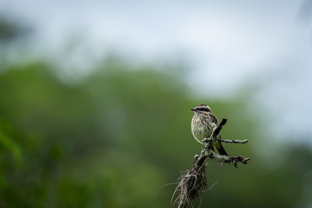 Variegated Flycatcher - ML637514005