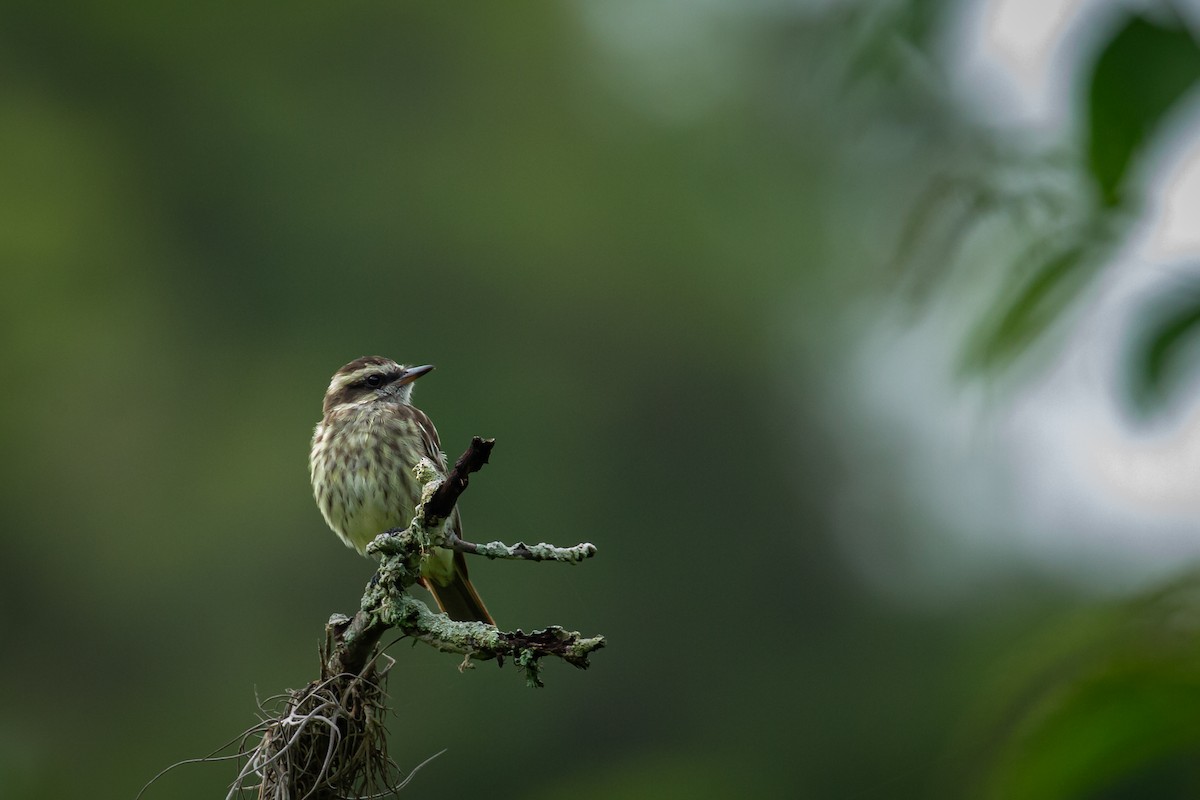 Variegated Flycatcher - ML637514006