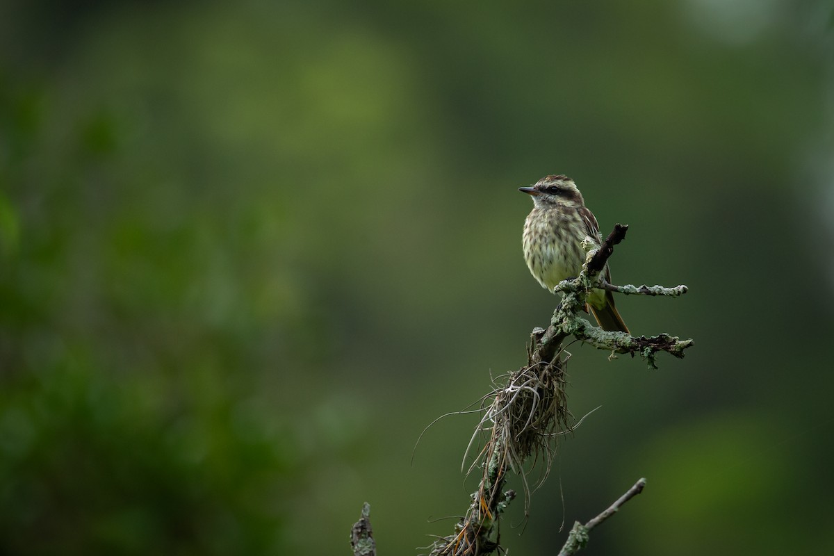 Variegated Flycatcher - ML637514007