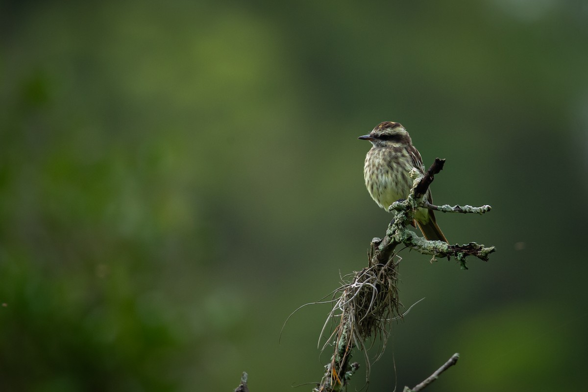 Variegated Flycatcher - ML637514009