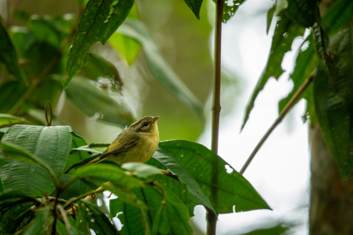 Three-striped Warbler - ML637514044
