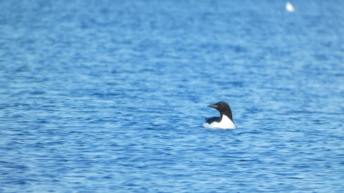 Thick-billed Murre - ML637514047