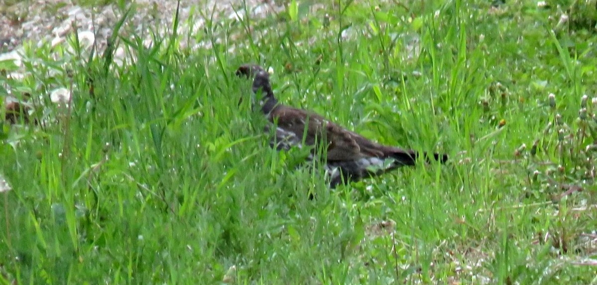 Dusky Grouse - ML637514065