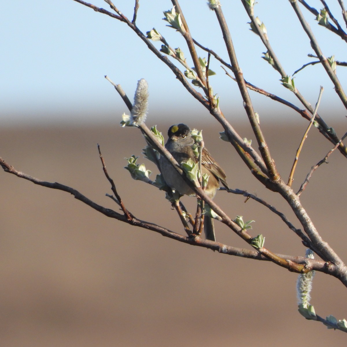 Golden-crowned Sparrow - ML637514073