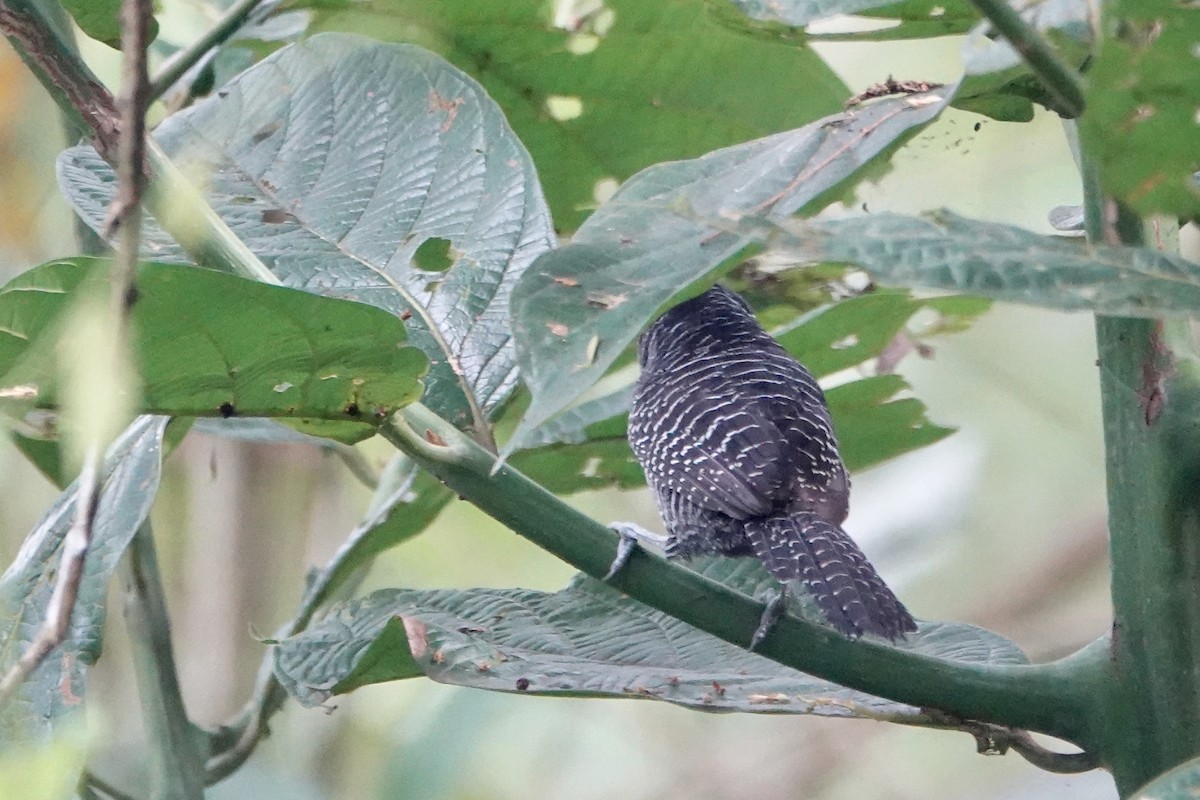 Fasciated Antshrike - ML637514108