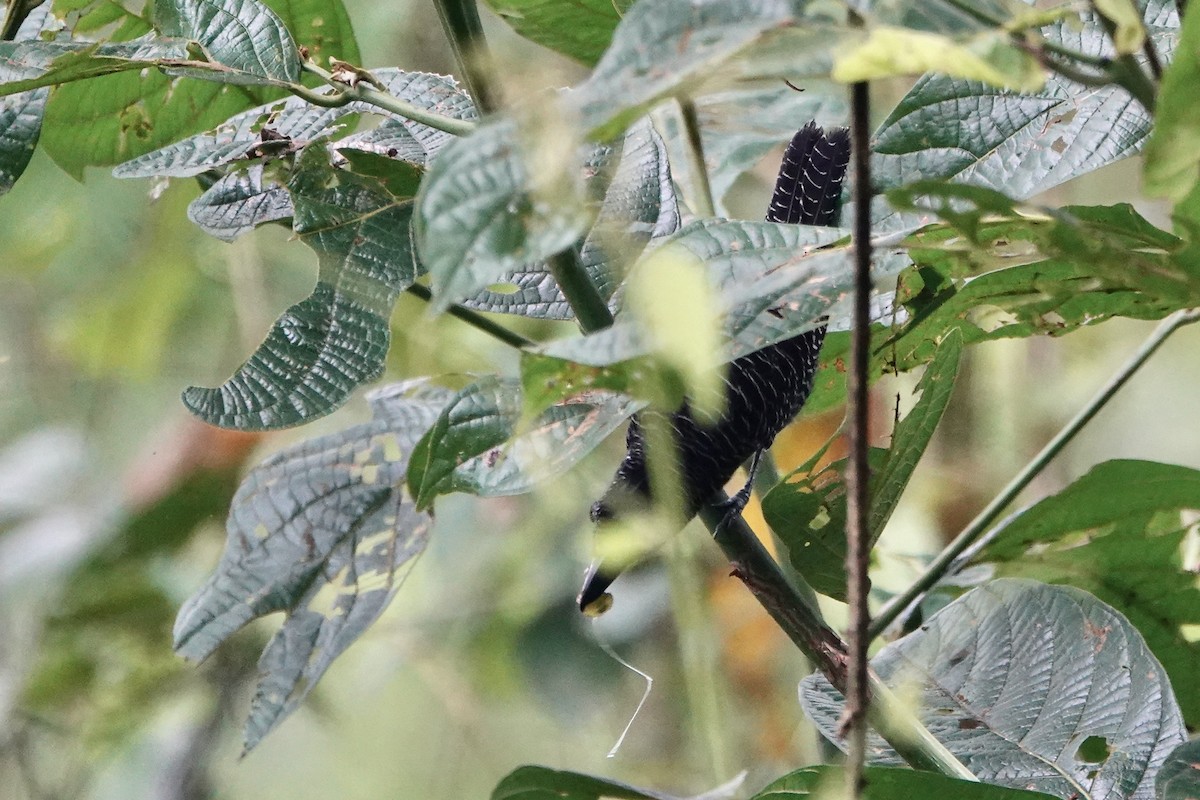Fasciated Antshrike - ML637514114
