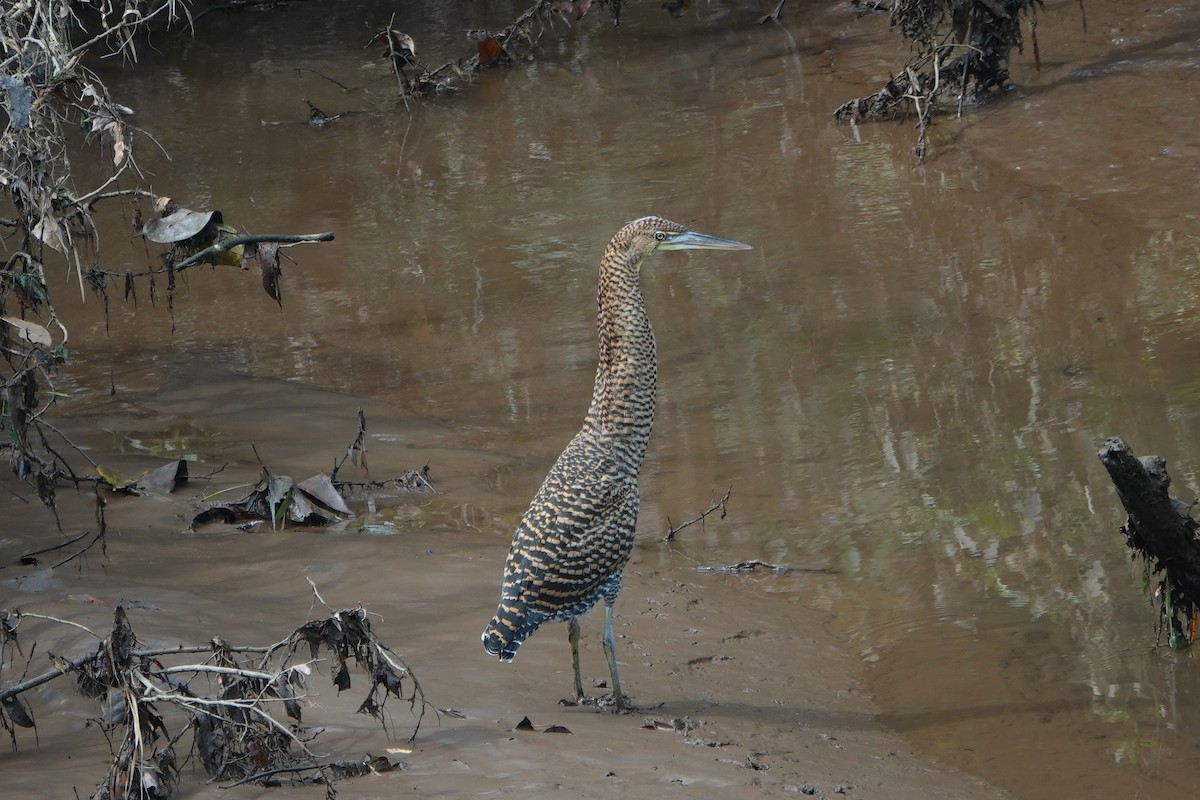 Bare-throated Tiger-Heron - ML637514133