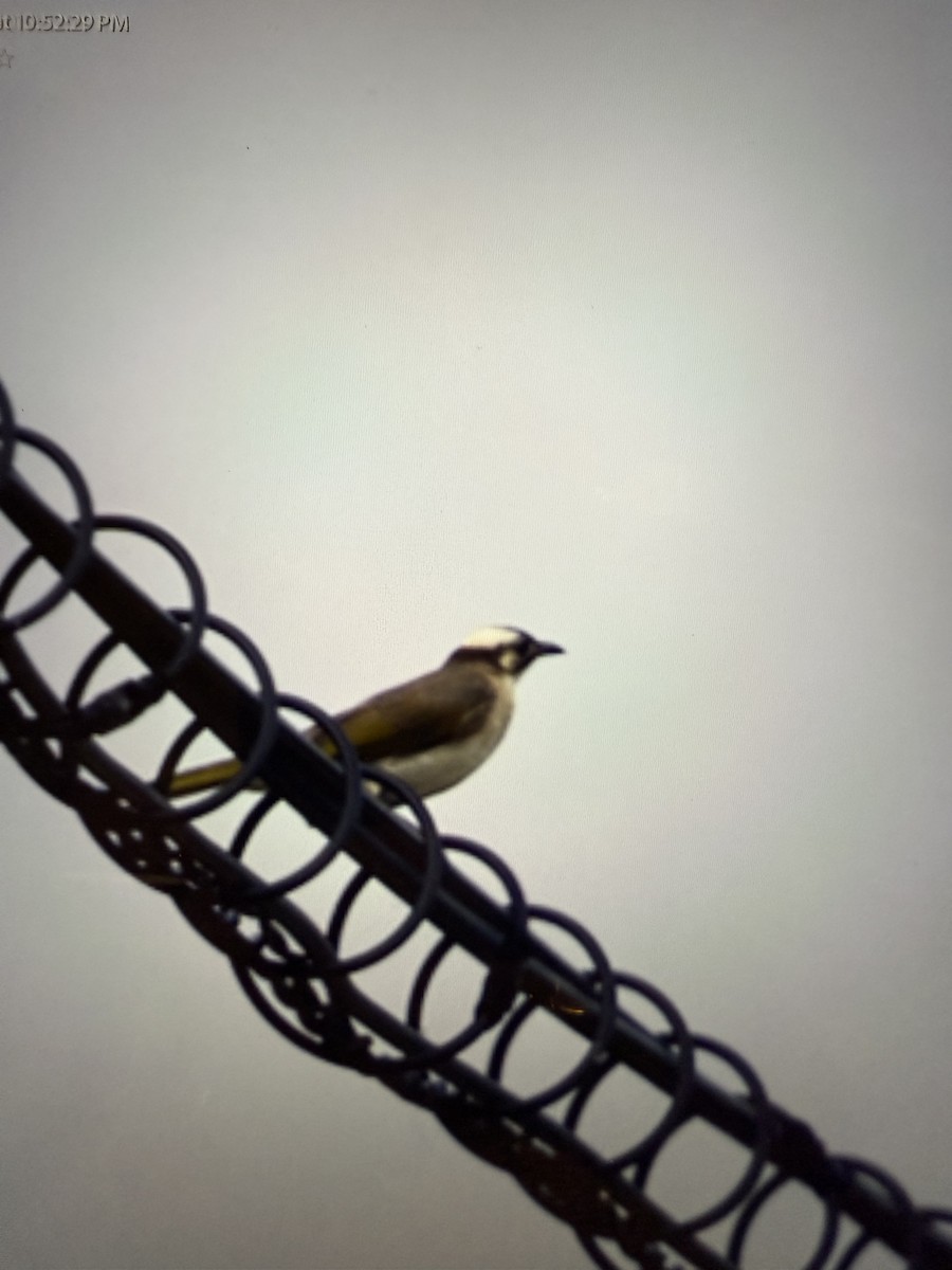 Light-vented Bulbul - ML637514138