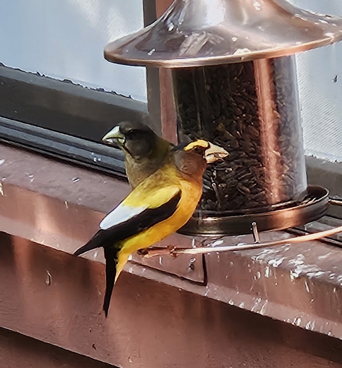 Evening Grosbeak - ML637514147