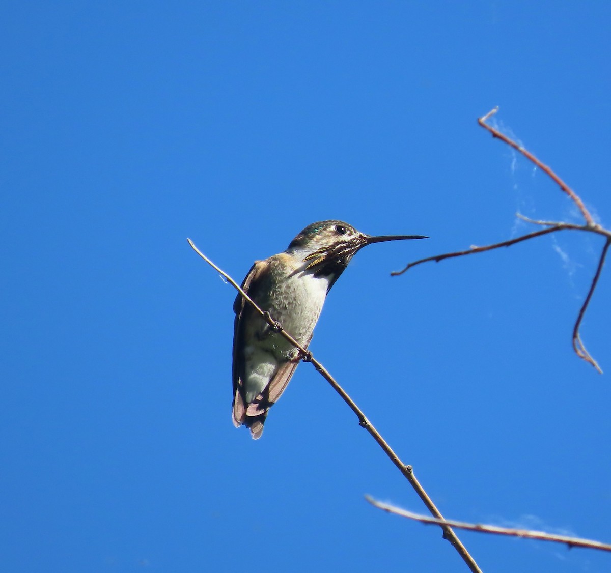 Calliope Hummingbird - ML637514148