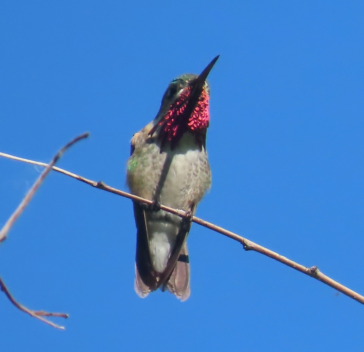 Calliope Hummingbird - ML637514149