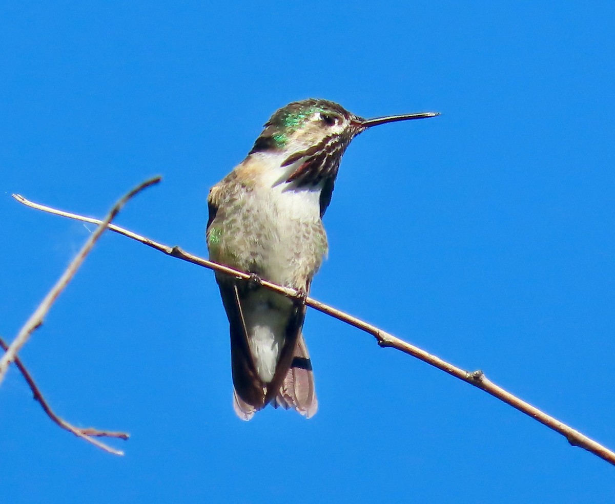 Calliope Hummingbird - ML637514150