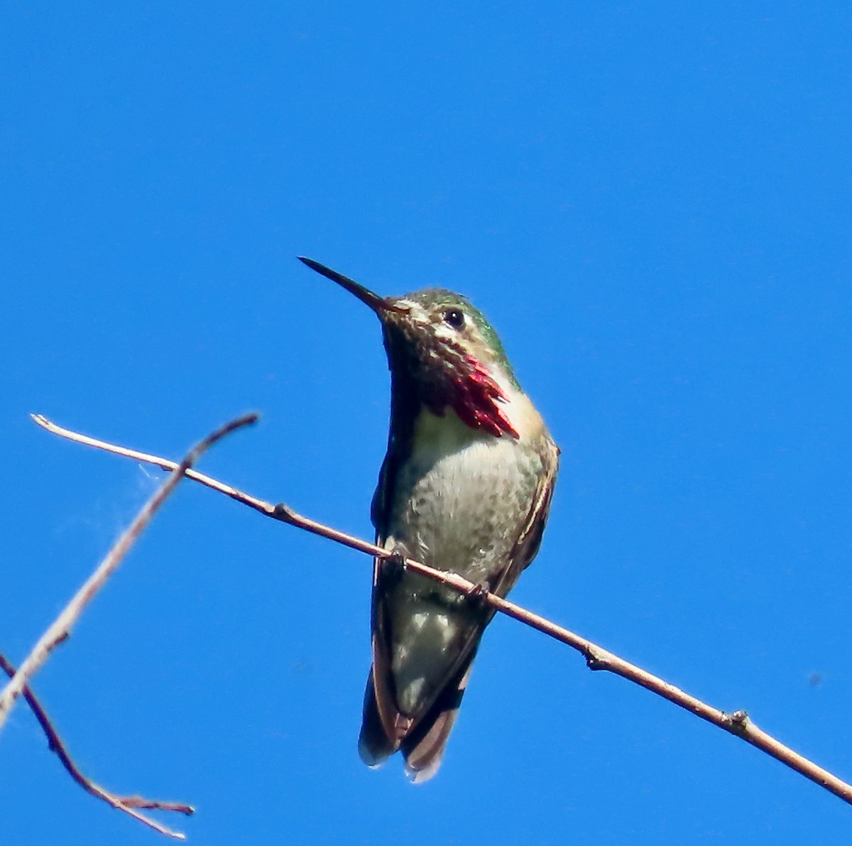 Calliope Hummingbird - ML637514151