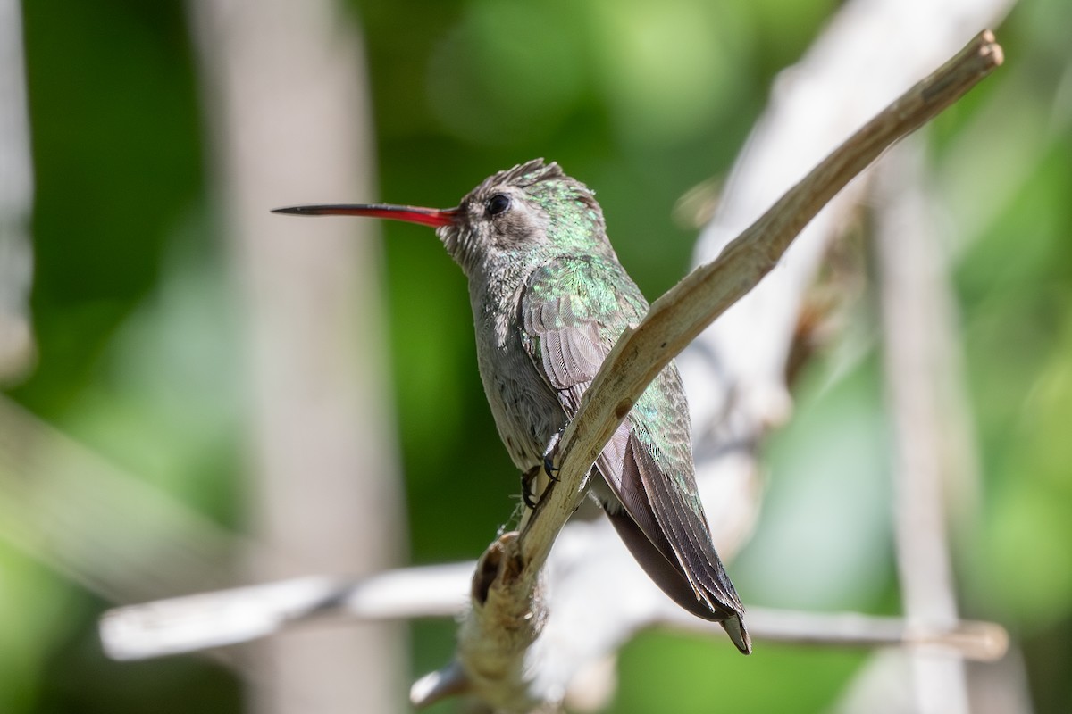Broad-billed Hummingbird - ML637514171
