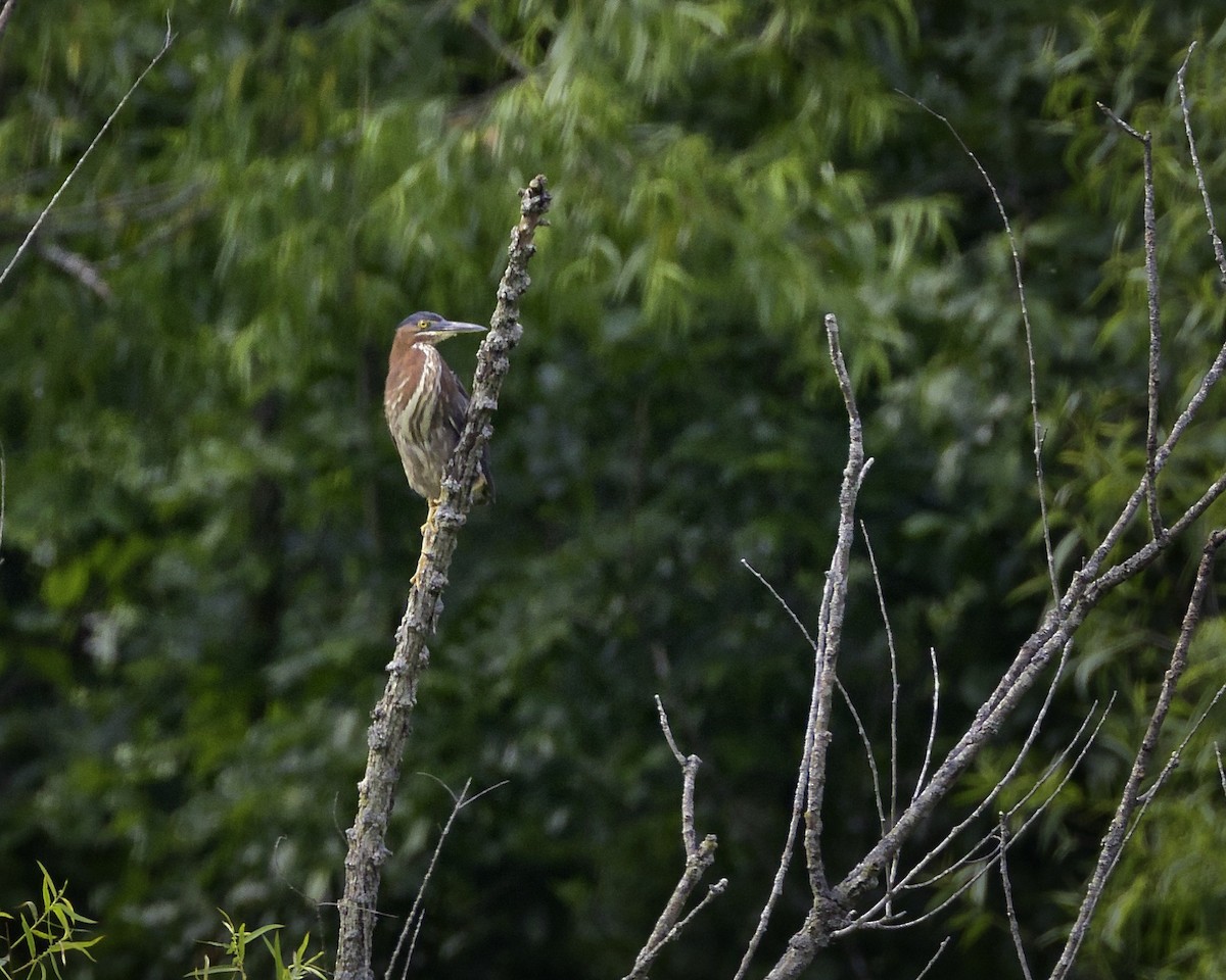 Green Heron - ML637514182