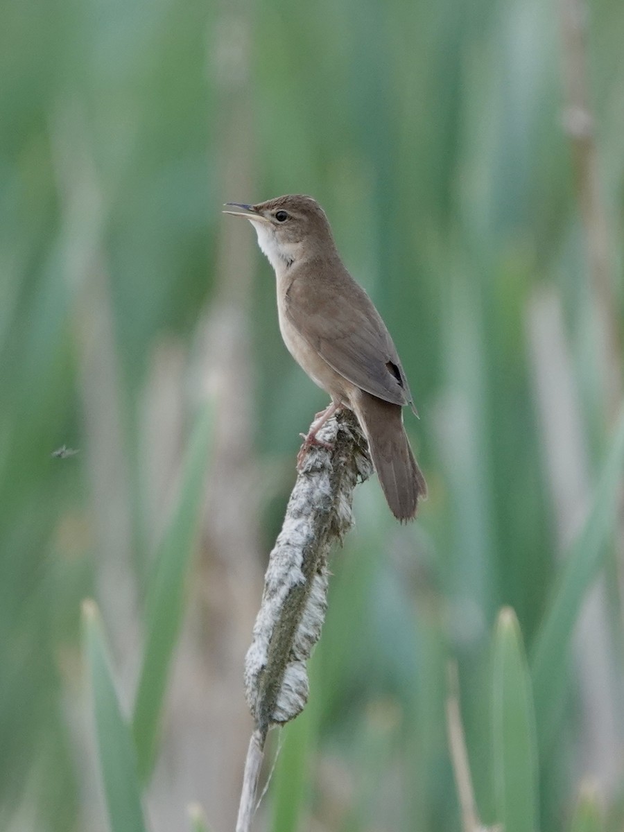 Savi's Warbler - ML637514199