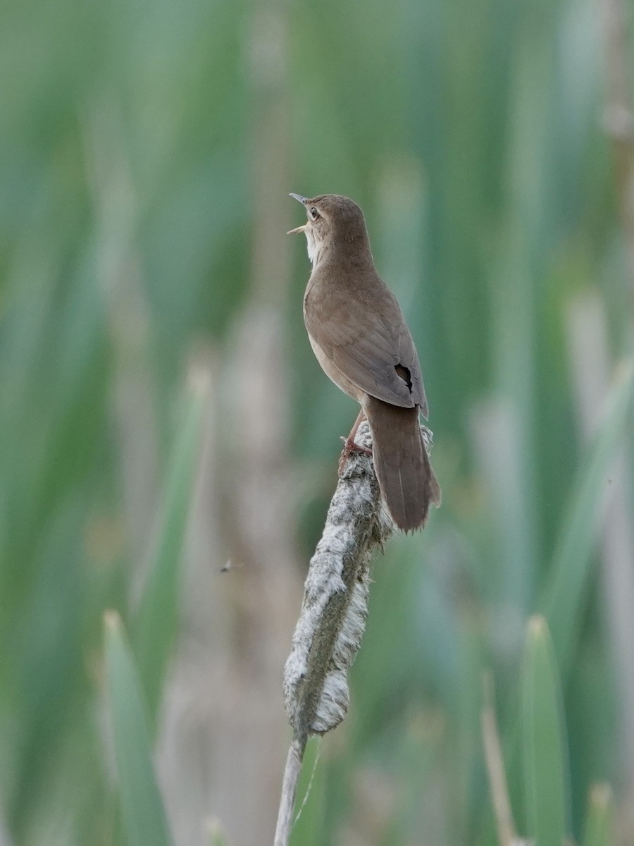 Savi's Warbler - ML637514200