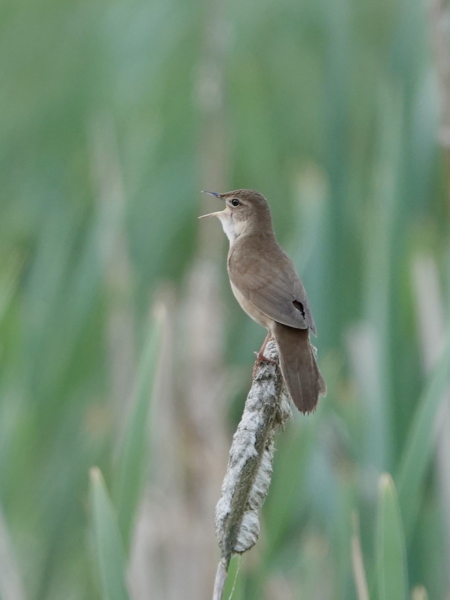 Savi's Warbler - ML637514201