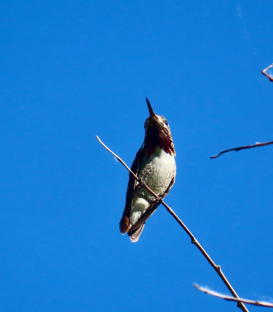 Calliope Hummingbird - ML637514210