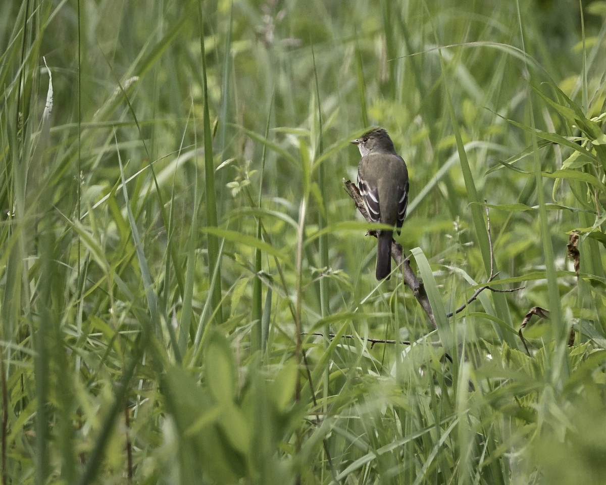 Willow Flycatcher - ML637514216