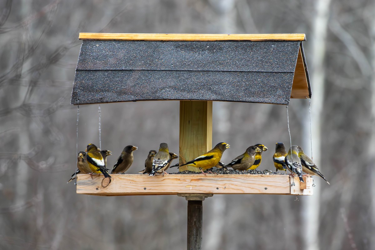Evening Grosbeak - ML637514235