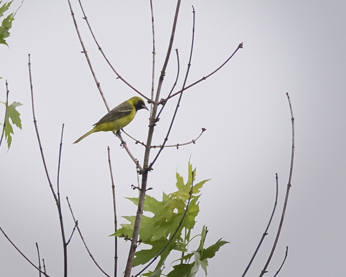 Orchard Oriole - ML637514239