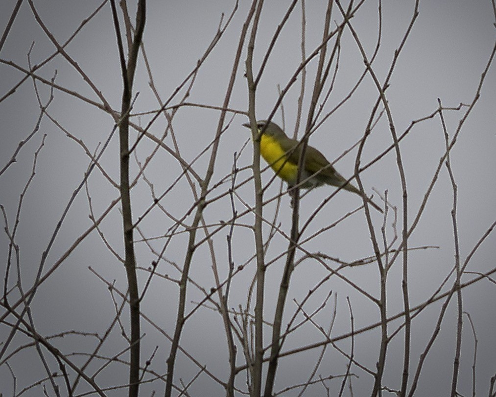 Yellow-breasted Chat - ML637514268