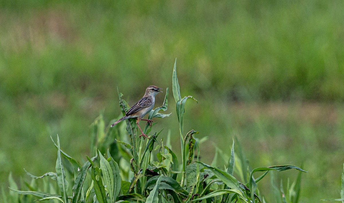 Zitting Cisticola (Far Eastern) - ML637514274