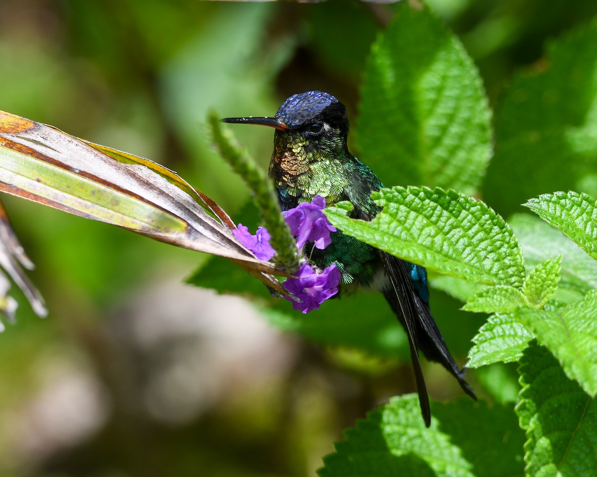 Fiery-throated Hummingbird - ML637514276