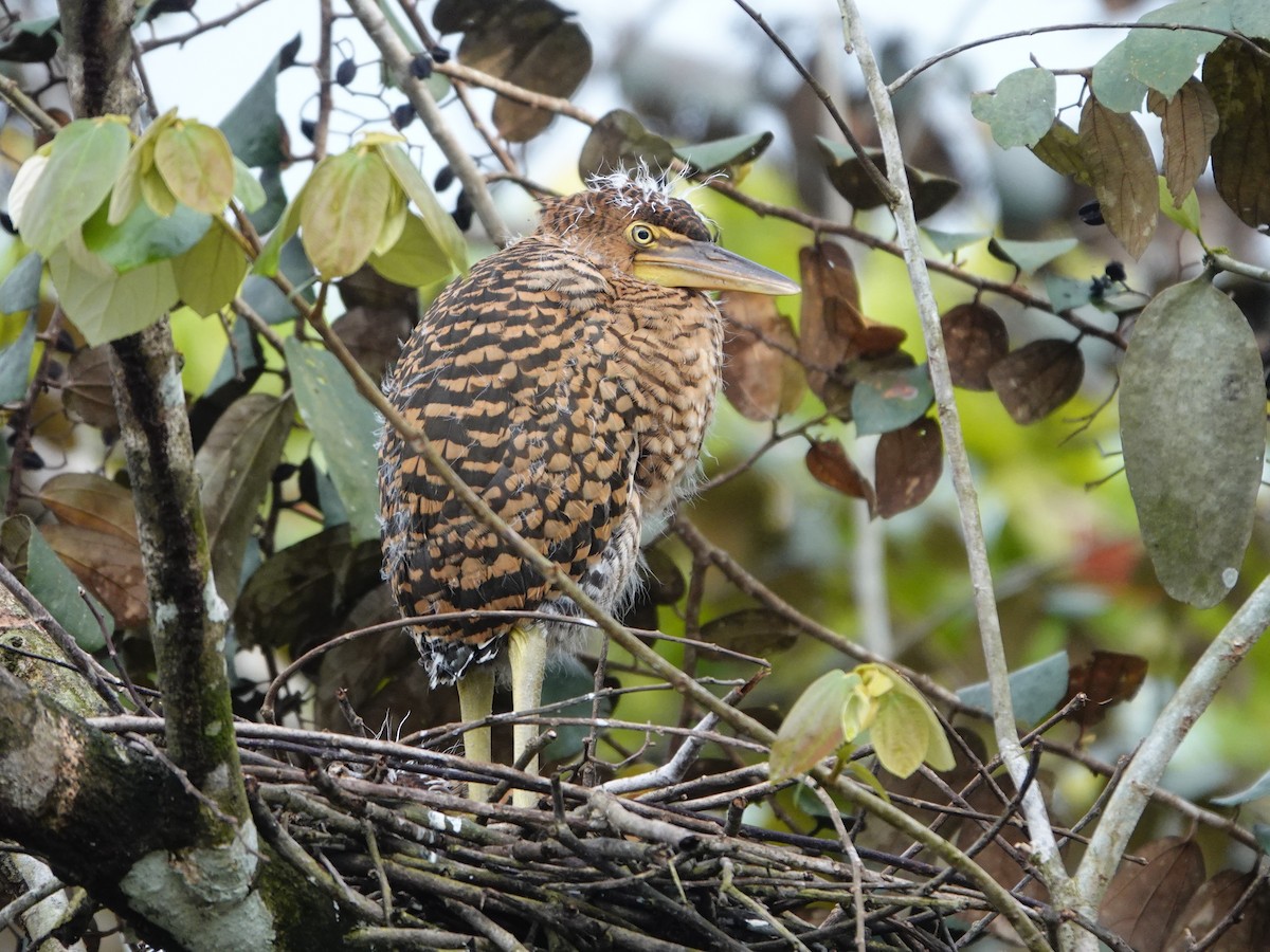 Bare-throated Tiger-Heron - ML637514285