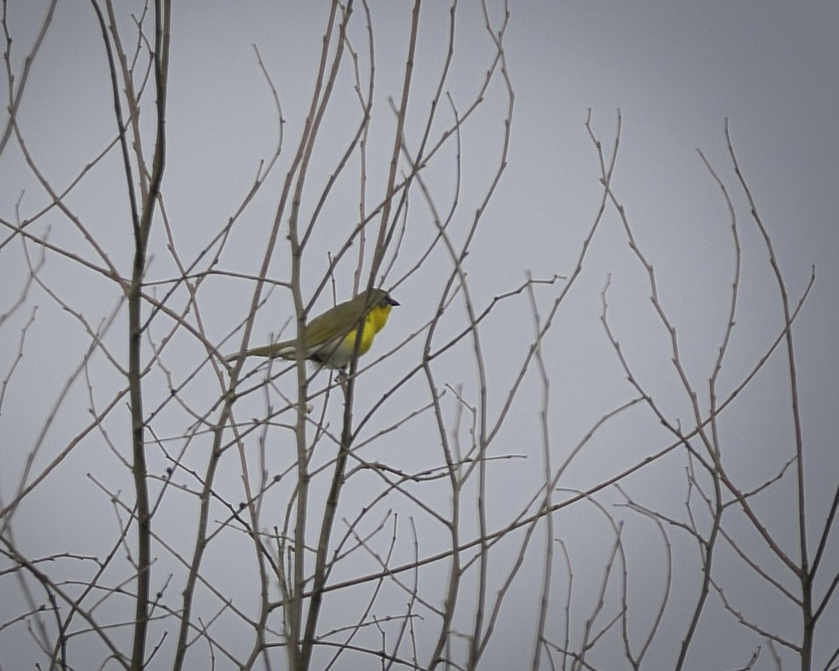 Yellow-breasted Chat - ML637514293