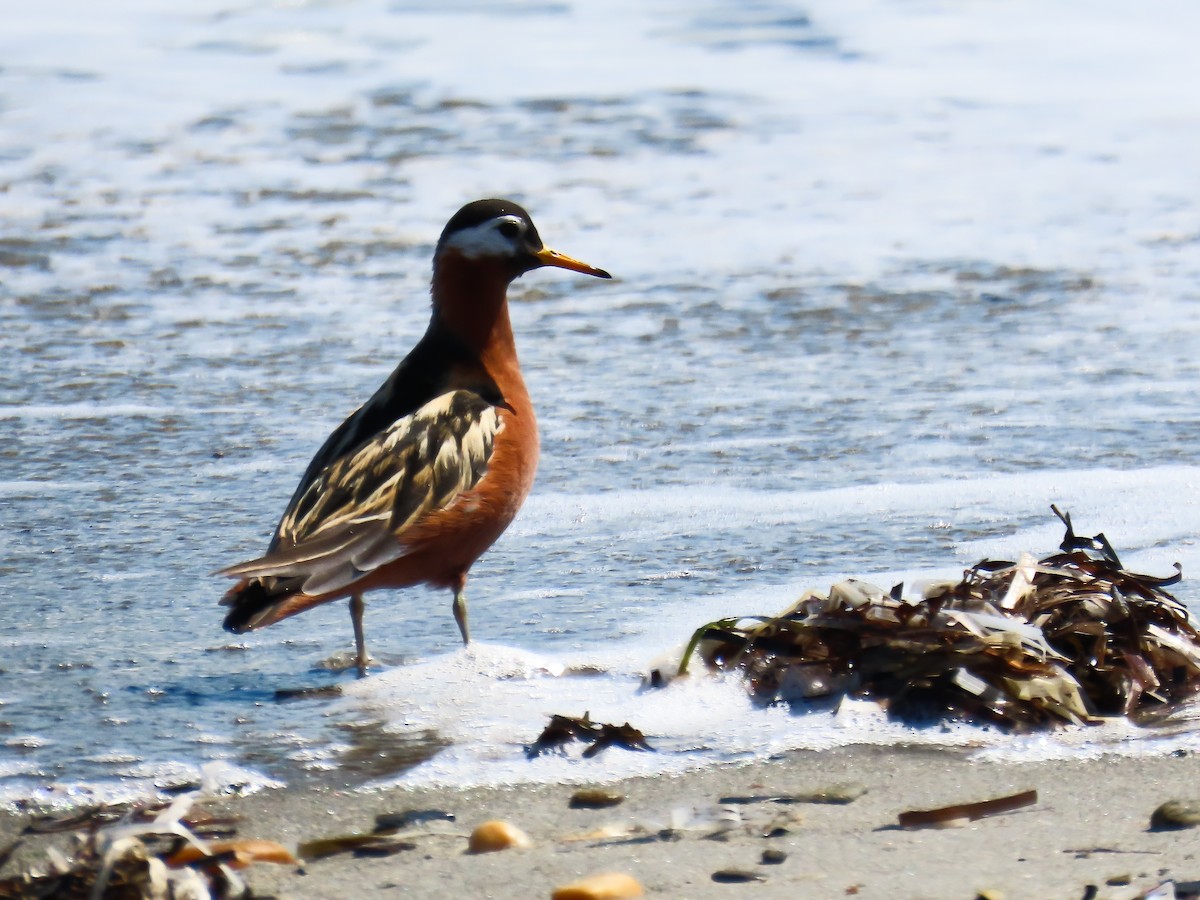 Red Phalarope - ML637514390