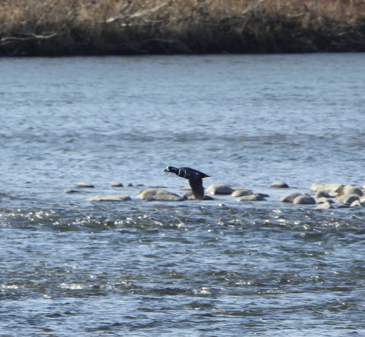 Harlequin Duck - ML637514395