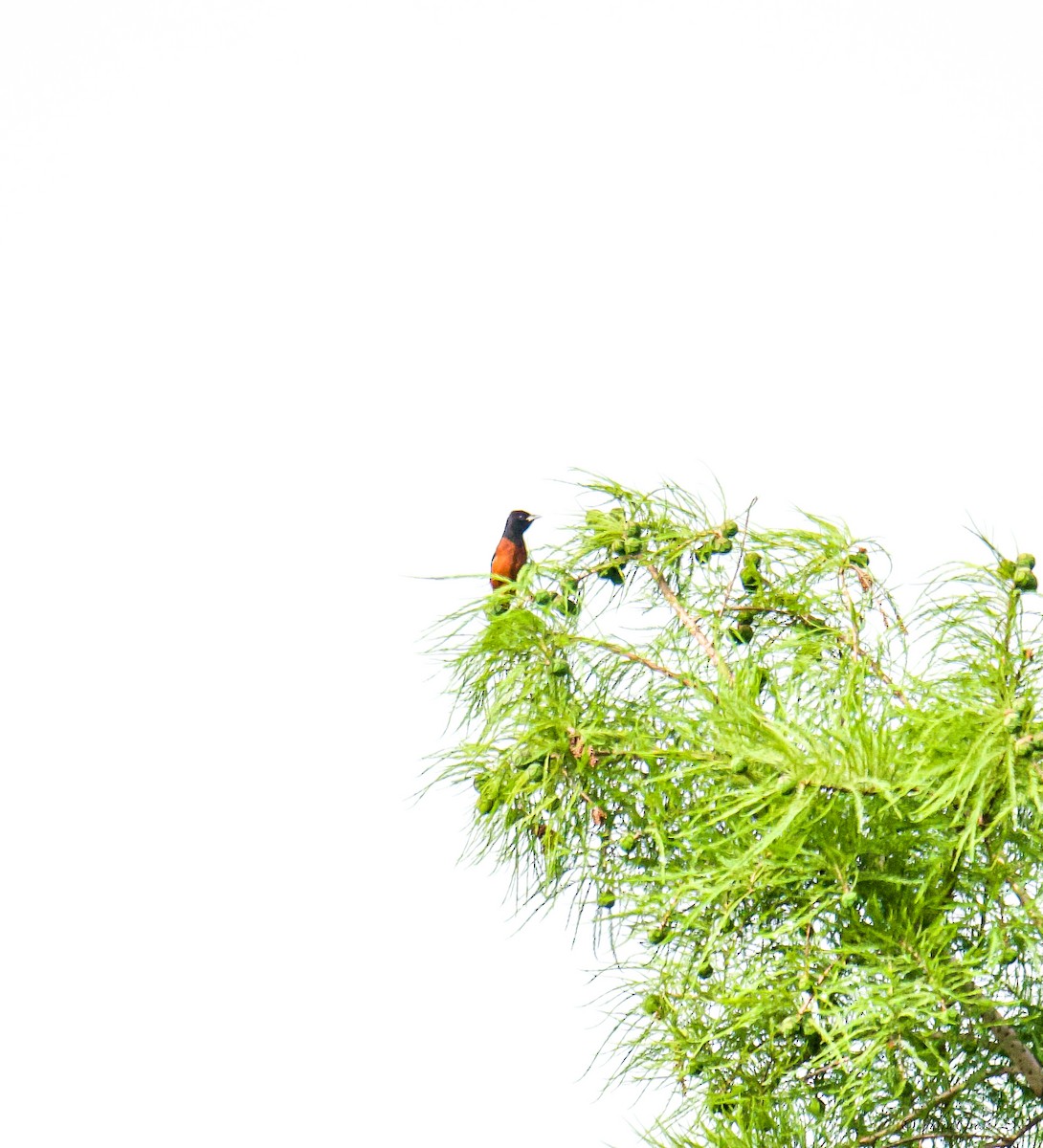 Orchard Oriole - ML637514406