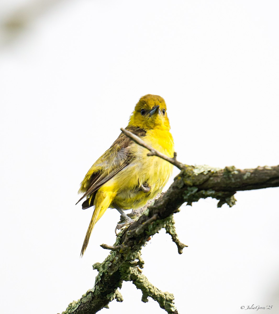 Orchard Oriole - ML637514407