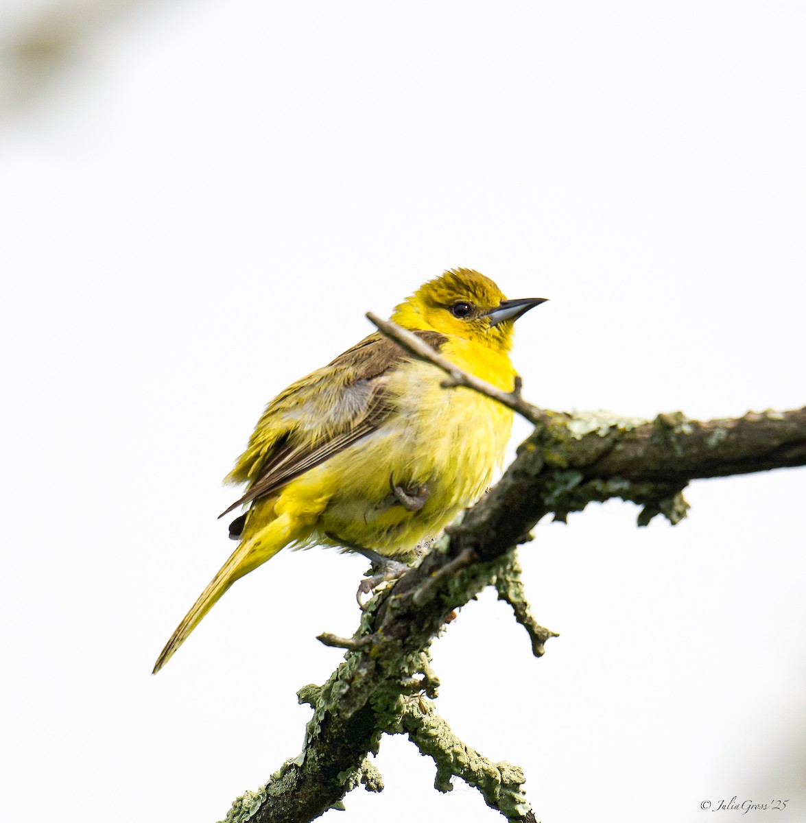 Orchard Oriole - ML637514408