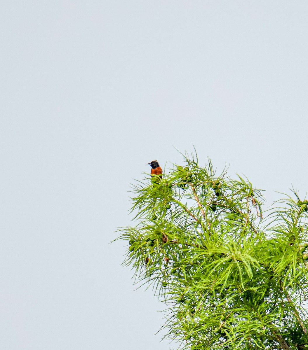 Orchard Oriole - ML637514409