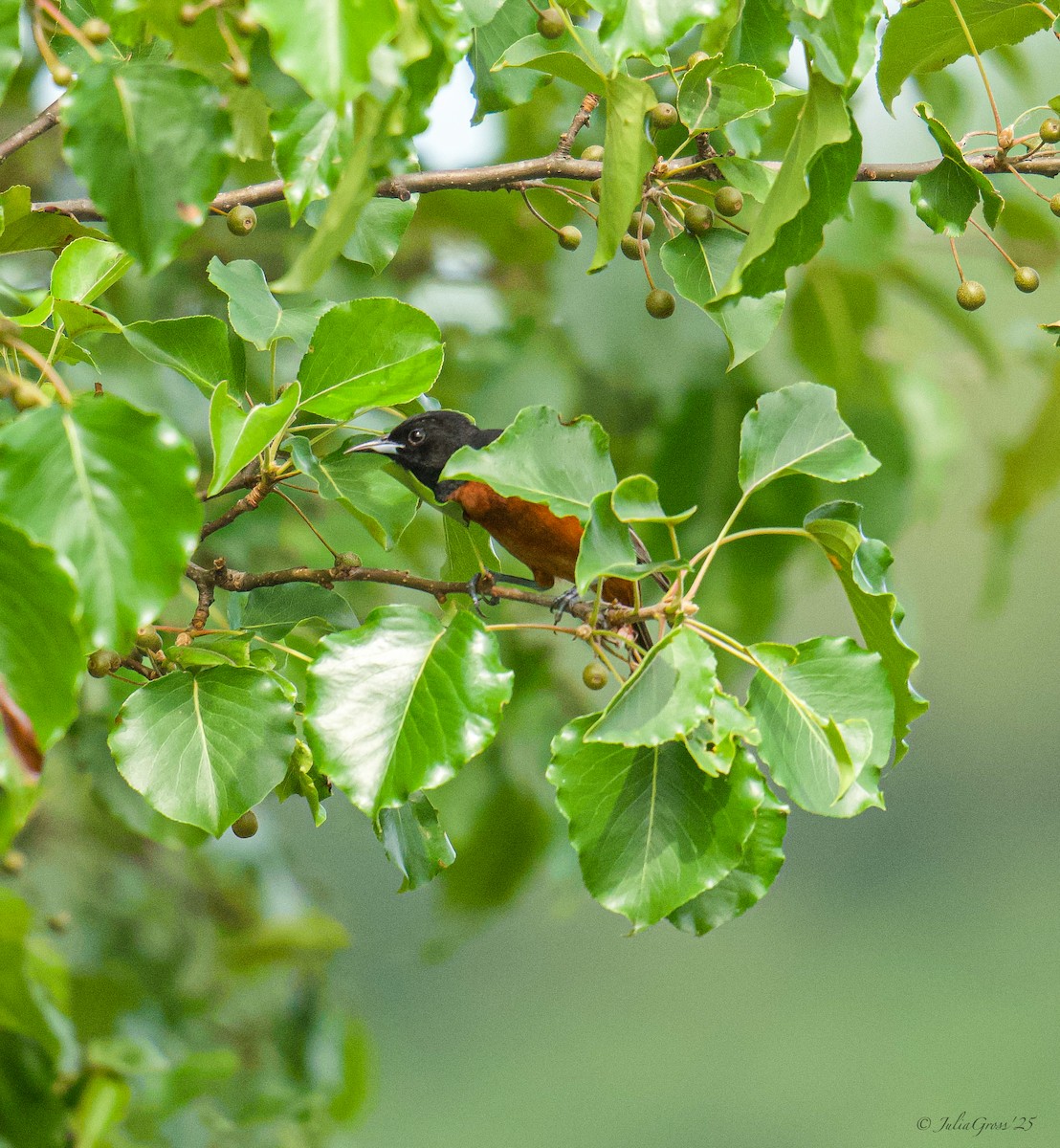 Orchard Oriole - ML637514411