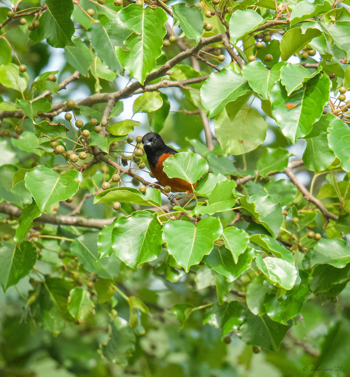 Orchard Oriole - ML637514412