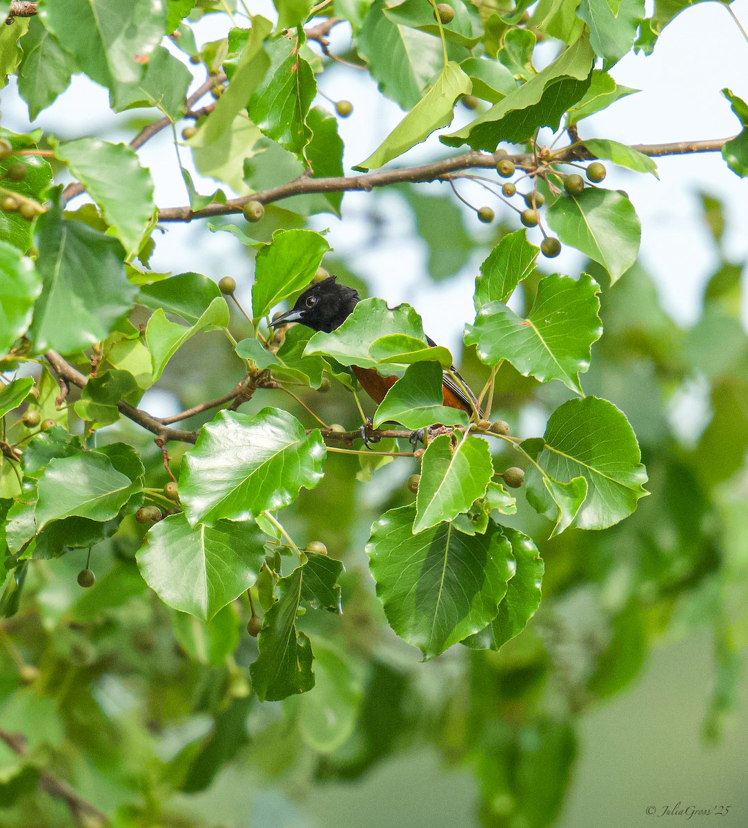 Orchard Oriole - ML637514413