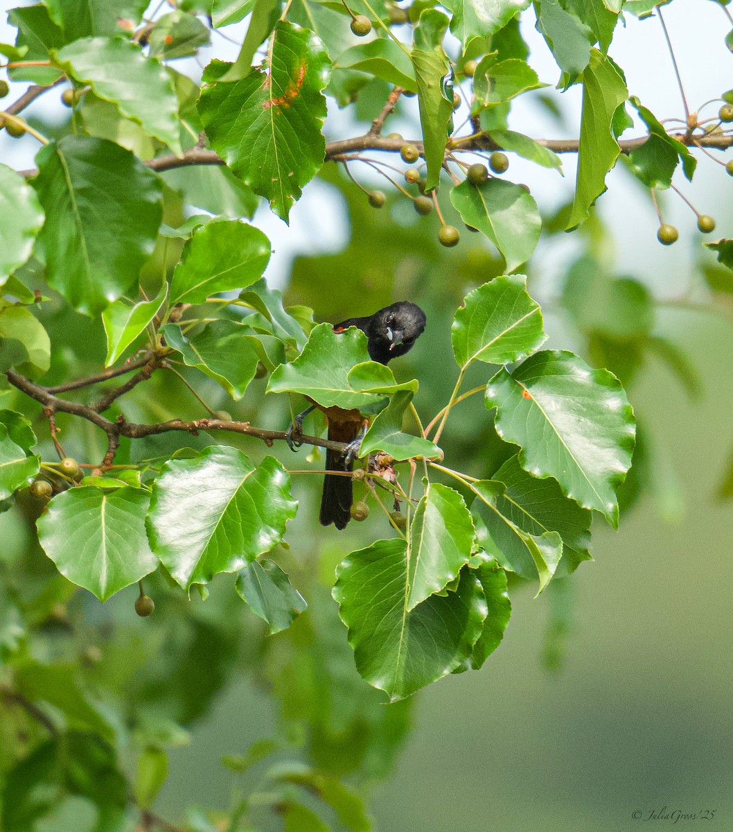 Orchard Oriole - ML637514414