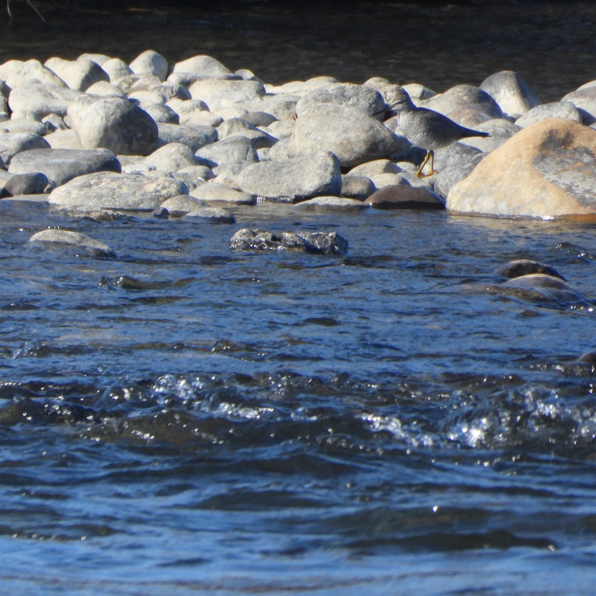 Wandering Tattler - ML637514460