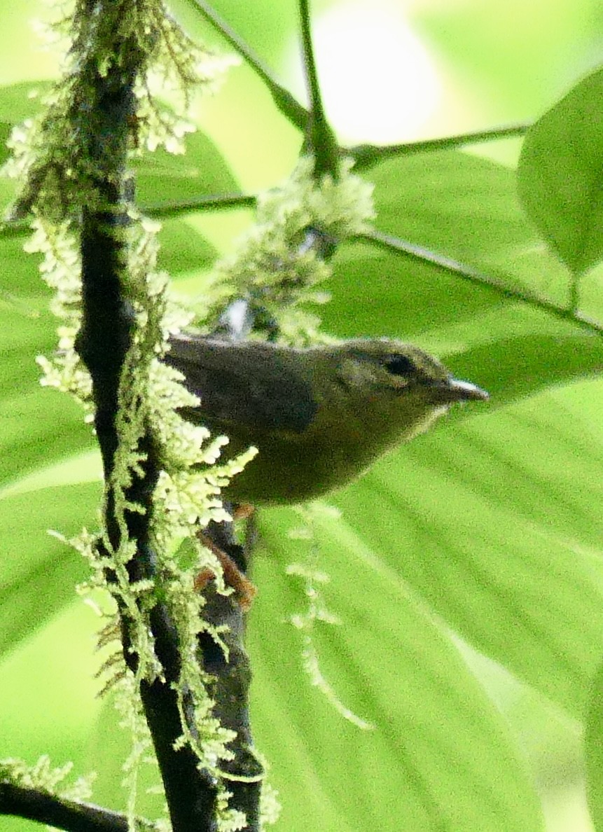 Golden-crowned Warbler - ML637514465